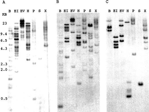 FIGURE 3. Determination of the number of Vλ segments in the M. domestica genome by Southern blot analysis. Genomic DNA was digested with the indicated restriction enzyme, electrophoresed, blotted, and probed with a DNA fragment containing sequence that was representative of a Vλ1 (clone mvl-5a, not shown), Vλ2 (subclone of clone 46p in Fig. 2), or Vλ3 (subclone of clone 25p in Fig. 2). Restriction enzymes are shown as: B, BamHI; EI, EcoRI; EV, EcoRV; H, HindIII; P, PstI; S, SacI; X, XbaI.