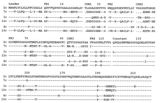 FIGURE 4. Alignment of deduced amino acid sequences of the full-length M. domestica Igλ cDNA clones from Fig. 1. Sequences are paired based on similar constant region sequences.