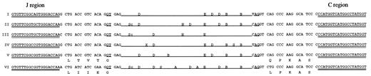 FIGURE 5. Sequence and partial restriction map of Jλ-Cλ clones generated by PCR from genomic DNA. The complete nucleotide sequences of the introns are not shown, and the line representing the intron is not drawn to scale. Roman numerals on the left of the figure indicate the different J segment sequences. Nucleotides corresponding to the oligonucleotide sequences used as PCR primers have a double underline. The predicted splice sites flanking the intron are underlined. A consensus amino acid translation of the sequence internal to the primers is shown below the nucleotides. Restriction sites within the intron are shown as: A, ApaI; B, BstXI; D, DraII; E, EcoRI; H, HindIII; S, SmaI; Sc, SacI; X, XmaIII.