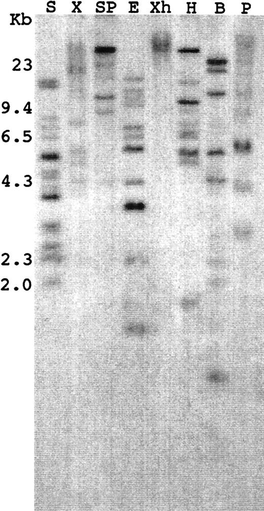 FIGURE 6. Southern blot analysis of the opossum Cλ genes. Genomic DNA was digested with the indicated restriction enzyme and probed with a subcloned fragment of clone 7c in Fig. 1. Restriction sites are shown as: B, BamHI; E, EcoRI; H, HindIII; P, PstI; S, SacI; Sp, SpeI; X, XbaI; Xh, XhoI.