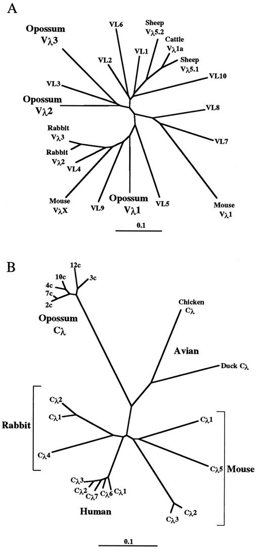 FIGURE 7. Phylogenetic analysis of opossum Vλ and Cλ sequences. A, Vλ tree based on a nucleotide alignment of the FR sequences. Representatives of each of the 10 human Vλ families (VL1–10 on the tree) were taken from the VBASE database (29). The opossum Vλ1, Vλ2, and Vλ3 representatives are sequences 2c, 7c, and 18p, respectively, from Fig. 2. Sequences from the other taxa were downloaded from the GenBank database: mouse Vλ1 (J00590), Vλx (D38129); rabbit Vλ2 (M27840), Vλ3 (M27841); cattle Vλ1a (U31106); sheep Vλ5.1 (M60441), Vλ5.2 (AF040918). B, Cλ tree based on nucleotide alignments from the opossum sequences from the six cDNA clones shown in Fig. 1. Sequences of other mammalian taxa and two avian species were downloaded from GenBank: chicken Cλ (K00678); duck Cλ (X82069); mouse Cλ1 (J00587), Cλ2 (J00595), Cλ3 (J00585), Cλ5 (M35582); human Cλ1 (X51755), Cλ2 (J00253), Cλ3 (J00254), Cλ6 (J03011), Cλ7 (M61771); rabbit Cλ1 (M12388), Cλ2 (M12761), Cλ4 (M12763). Mouse Vλ2 is very similar to mouse Vλ1 and was not included in the alignment. Mouse Cλ4 is a pseudogene and very similar to mouse Cλ1 and was not included in the alignment. Scale bars indicate frequency of substitutions per site.