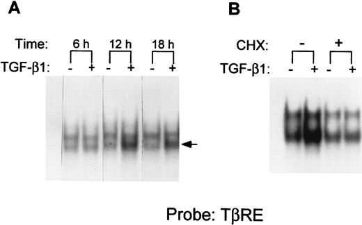FIGURE 1. EMSAs demonstrate that TGF-β1 increases binding of a protein complex to the TβRE in the GL α promoter in I.29μ nuclear extracts. A, Three micrograms of nuclear extracts (NEs) from cells untreated (−) or treated (+) with TGF-β1 (2 ng/ml) for the indicated times were incubated with the end-labeled GL α −130/−104 segment named TβRE. The arrow indicates the TGF-β1-inducible complex. B, NEs (3.5 μg) from cells untreated (−) or treated (+) with TGF-β1 (2 ng/ml) in the absence or the presence of cycloheximide (CHX; 5 μg/ml) for 10 h were incubated with the end-labeled TβRE probe. The left-most lane in both A and B contains probe alone.