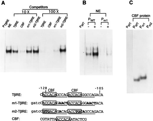 FIGURE 2. EMSAs demonstrate that the TGF-β1-inducible complex in I.29 μ nuclear extracts (NEs) contains CBF. A, Competition of the complexes formed with the wild-type TβRE probe by a 10- or 100-fold excess of unlabeled wild-type or mutated (m1 and m2) TβRE oligonucleotides or with an oligonucleotide containing the CBF consensus site. The wild-type and mutated TβRE sequences and the CBF consensus sequence are shown below, with the CBF sequence motifs boxed and repeats of another sequence underlined. Mutated nucleotides are indicated by bold type. NEs (2 μg) in the competition assay are from I.29μ cells treated with TGF-β1 for 18 h. B, EMSAs performed with wild-type or m1-TβRE as probes (PWT or Pm1, respectively). Both the wild-type and m1 probes have extra GATC sequences 5′ of the TβRE. NEs (1.5 μg) from I.29μ cells untreated (−) or treated (+) with TGF-β1 for 14 h were used. C, EMSAs performed with 0.3 nM recombinant CBFα2 runt domain and wild-type or mutated (m1 and m2) TβRE probes. The reason for the different mobilities of the complexes is probably due to the different lengths of the wild-type and m1 probes (27 and 31 nucleotides, respectively). Due to the small size of the recombinant runt domain, its migration is influenced by the probe length.