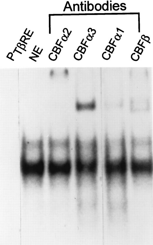 FIGURE 3. Supershift EMSAs demonstrate that CBFα3 is the main binding component of the CBF family in the TGF-β1-inducible complex in I.29μ nuclear extracts (NEs). NEs (2.3 μg) from I.29μ cells treated with TGF-β1 for 14 h were incubated with the TβRE probe in the presence or the absence of the indicated Ab (1 μl). Lane 1 contains probe alone.