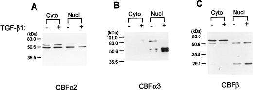 FIGURE 4. Western blot analyses demonstrate that expression of CBFα3 and CBFβ in nuclei of I.29μ cells are induced by TGF-β1. Ten micrograms of cytoplasmic or nuclear extracts (Cyto or Nucl) untreated (−) or treated (+) with TGF-β1 (2 ng/ml) for 14 h were loaded in each lane. The blot was incubated with the indicated Abs from S. Hiebert (Memphis, TN). Both forms of CBFβ detected were longer than those previous reported, ranging from 17–22 kDa (13). However, the 28-kDa form in the present study was also detected by the mAb from N. Speck (Hanover, NH). The positions of m.w. markers are indicated on the left.