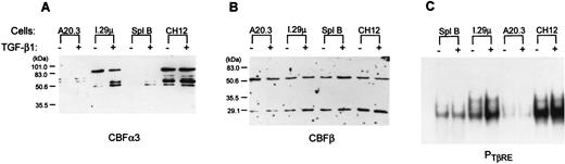 FIGURE 5. Expression levels of CBF subunits differ among B cells and B cell lines. A and B, Western blot analyses with the Ab indicated below. Nuclear extracts (NEs; 10 μg) were loaded in each lane. The m.w. markers are shown on the left for each panel. The same blot was probed in A and B. C, EMSAs in which the TβRE probe was incubated with 2 μg of NEs from splenic B (Spl B), I.29μ, A20.3, or CH12. LX (CH12) cells were untreated (−) or treated (+) with TGF-β1 for 14 h (plus LPS for Spl B for 18 h). Lane 1 contains probe alone.
