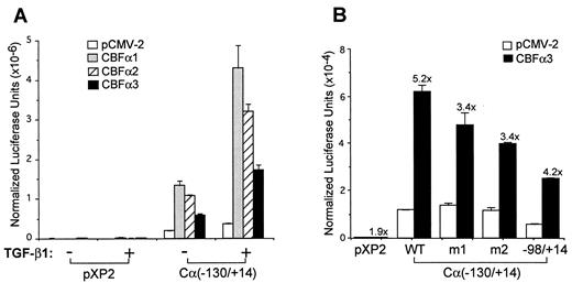 FIGURE 7. Effects of overexpression of CBF proteins on the GL α promoter activity in A20.3 cells. A, Luciferase reporter plasmids containing the wild-type −130/+14 segment of the α promoter were transiently transfected into A20.3 cells together with expression plasmids containing cDNAs for CBFα1, -2, and -3 or the empty vector pCMV-2. The pPGKβ-gal plasmid was cotransfected as an internal control for variation in transfection efficiency among different plasmids in A and B. TGF-β1 was added immediately after transfection at 1–2 ng/ml. Luciferase and β-gal activities were assayed 24 h after transfection. The mean ± SE from three independent experiments are reported after subtraction of background (no cell extract) of 200–300 light units. The twofold induction of the GL α promoter by TGF-β1 in the absence of overexpressed CBF is low compared with the eightfold induction previously observed in A20.3 cells (10) (data not shown). This may be related to the unusually high basal activity observed in these experiments. The promoterless pXP2 had an activity below 500 light units, and its activity was not increased by cotransfection of the CBF plasmids. B, Effects of mutations in the GL α promoter on activation by CBFα3 in the absence of TGF-β1. The wild-type (WT) and mutated luciferase reporter plasmids were transiently transfected into A20.3 cells together with an expression plasmid for CBFα3 or with the empty vector pCMV-2. The plasmid −98/+14 has an additional GATC sequence upstream of the GL α −98/+14 segment. Luciferase and β-gal activities were assayed 24 h after transfection. The mean ± SE from three independent experiments are reported for pXP2, WT, and m2 plasmids, whereas the mean ± range from two independent experiments are reported for other plasmids (after subtraction of background (no cell extract) of 200–300 light units). The fold induction of the promoter activity by overexpressing CBFα3 is indicated on the top of the bars for each plasmid.