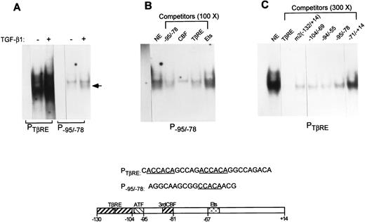 FIGURE 8. EMSAs identify an additional CBF binding site in the GL α promoter. A, Two micrograms of nuclear extracts (NEs) from I.29μ cells untreated (−) or treated (+) with TGF-β1 for 14 h were incubated with the TβRE probe (−130/−104) or with a labeled oligonucleotide corresponding to the −95/−78 segment (P−95/−78). The sequences of the probes are shown below. B, Competition of complexes formed with P−95/−78 and NEs from TGF-β1-treated cells by a 100-fold excess of unlabeled oligonucleotides corresponding to the GL α −95/−78, the TβRE or the Ets (−71/−57) binding site, or a consensus binding site for CBF. C, Competition of the complex formed with PTβRE probe and NEs from TGF-β1-treated cells by a 300-fold excess of unlabeled oligonucleotides corresponding to the GL α TβRE, or the indicated wild-type GL α segments or the −132/+14 segment containing mutations in the CBF binding sites in the TβRE, m2(−132/+14). The relative positions of the CBF binding sites and other consensus transcription factor binding sites in the GL α promoter are shown at the bottom. Lane 1 in each panel and lane 4 in A contain probe alone.