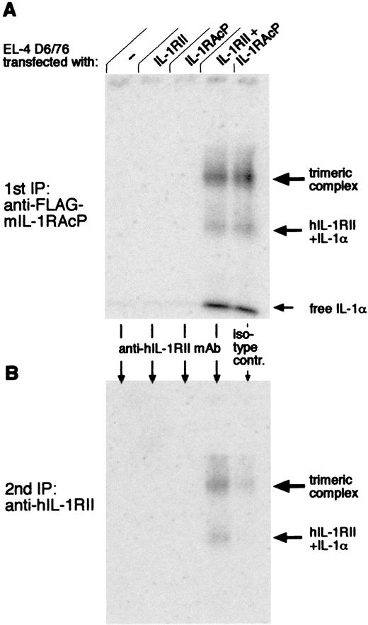 FIGURE 4. Identification of the components of the high m.w. complex by consecutive immunoprecipitation. EL-4 D6/76 cells were left untransfected (lane 1) or transiently transfected with either human IL-1RII (lane 2), FLAG-tagged mIL-1RAcP (lane 3) or a combination of both (lanes 4 and 5, in double) and cultured for 24 h. Endogenous mIL-1RI was blocked with 100 ng/ml of mAb 35F5 before cells were incubated and crosslinked with [125I]IL-1α as described in Materials and Methods. A, First step: immunoprecipitation of mIL-1RAcP. FLAG-tagged mIL-1RAcP (and all proteins tightly bound to it) was captured using the anti FLAG mAb M2 as described in Materials and Methods. Three bands were immunoprecipitated: a Band at 180–200 kDa (thick arrow), a faint band at 80 kDa (arrow), and free [125I]IL-1α (thin arrow). B, Second step: immunoprecipitation of human IL-1RII. Bound proteins were released from the M2 beads by an excess of FLAG peptide (100 μg/sample) and immunoprecipitated with either a mAb recognizing ligated human IL-1RII (lanes 1–4) or with an isotype-matched control mAb (OKT3) (lane 5). Data are from one representative experiment out of eight similar ones with qualitatively identical results.
