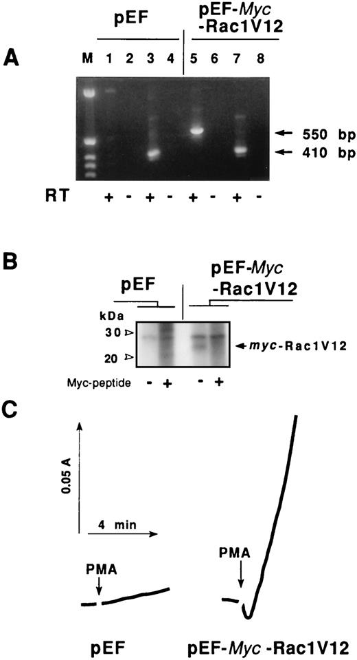 FIGURE 8. Effect of myc-Rac1V12 expression on NADPH oxidase activity in Bt2cAMP-differentiated variant HL60. A, Reverse transcriptase assay for the expression of myc-Rac1V12 mRNA in G418-resistant clones. Transfected cells were lysed and poly(A)+ mRNA was isolated, treated with DNase and exposed to reverse transcriptase (RT +) or buffer (RT −). Specific primers were used for PCR amplification. The 410-bp PCR product in lanes 3 and 7 corresponds to endogenous Rac1. The 550-bp PCR product in lane 5 corresponds to myc-Rac1V12 expressed only in G418-resistant HL60 transfected cells. M denotes the m.w. markers. B, Immunodetection of myc-Rac1V12 protein. Cells transfected with pEF or pEF-myc-Rac1V12 were metabolically labeled with [35S]methionine as described in Materials and Methods. After lysis, protein samples were immunoprecipitated with anti-myc mAb (9E10) adsorbed to protein G Sepharose in the presence or absence of c-myc competing peptide. The immunoprecipitates were subjected to SDS-PAGE and autoradiography. Lanes corresponding to immuoprecipitates in the presence of c-myc peptide exhibit a higher radioactive background. C, Oxidase activity in variant HL60 cells expressing myc-Rac1V12. Control cells transfected with the empty vector pEF-neo (on the left) and cells expressing myc-Rac1V12 (on the right) were stimulated with 1 μg/ml PMA and cytochrome c reduction was continuously monitored. The figure is representative of three independent experiments with three independent clones.