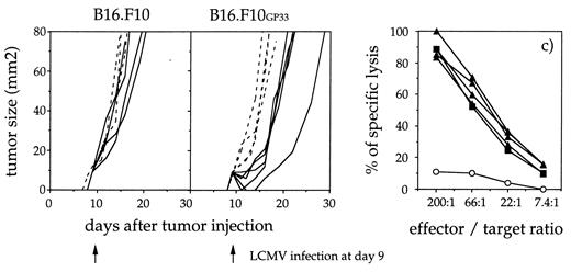 FIGURE 5. LCMV infection delays but does not prevent B16.F10GP33 tumor growth. B16.F10 (a) or B16.F10GP33 (b) tumor cells (106) were injected s.c. into the flank of B6 mice. Mice with palpable tumors were either left as controls (dotted line) or were infected with LCMV (solid line). Tumor growth was measured every third day and mice bearing a tumor with a diameter of 15 mm were killed. In c, B16.F10GP33 tumor cells (triangles) isolated from these mice were tested in a 5-h 51Cr-release assay using effector cells from the spleens of day 8 LCMV-immune B6 mice. B16.F10GP33 tumor cells (squares) kept in in vitro culture and parental B16.F10 cells (circles) were included as controls. Spontaneous release in all assays was <20%.