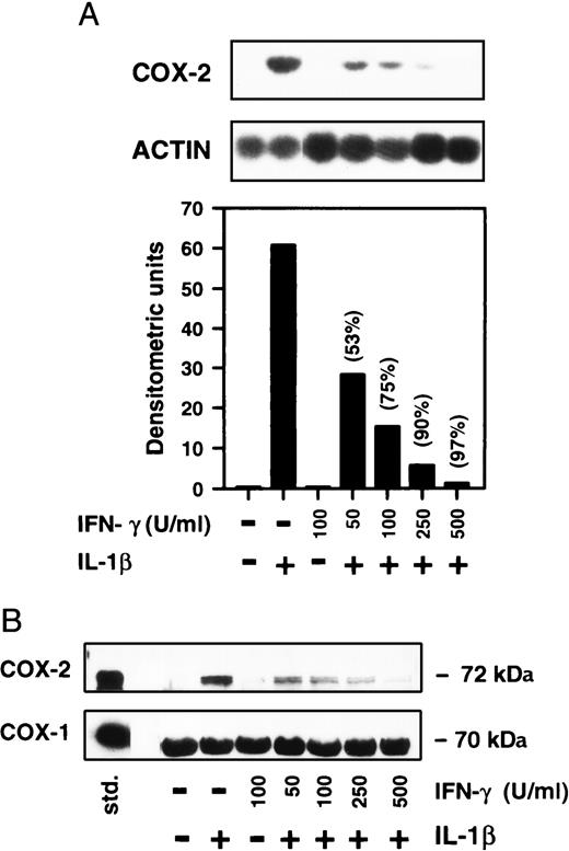 FIGURE 4. The inhibitory effect of IFN-γ on COX-2 expression is dose dependent. A, Macrophages were treated for 24 h with increasing concentrations of IFN-γ and then exposed to 10 ng/ml of IL-1β for 6 h. Northern blot analysis was performed to quantify the expression of COX-2 mRNA. The histogram represents COX-2 mRNA levels relative to actin. Values in parentheses show percentage of inhibition of the response relative to naive macrophages stimulated with IL-1β. B, Cells incubated under similar conditions as in A were subjected to SDS-PAGE followed by immunoblot to evaluate the expression of COX-2 and COX-1 proteins. Similar results were obtained form four separate experiments.