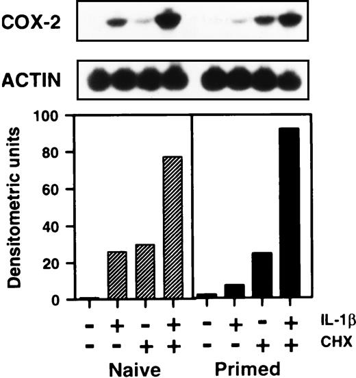 FIGURE 8. Protein synthesis is required for IFN-γ to inhibit the induction of COX-2 mRNA expression in response to IL-1β. Naive and primed macrophages were treated with IL-1β (10 ng/ml) in the presence or absence of 10 μg/ml of CHX for 12 h. Total RNA was extracted and Northern blot analysis performed. The histogram shows the densitometric analysis of COX-2 mRNA levels normalized to actin levels. Results are representative of two independent experiments.