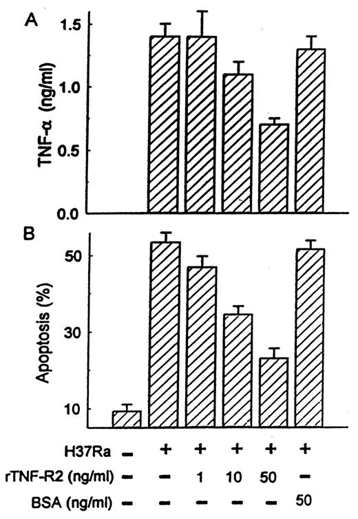 FIGURE 4. Addition of srTNFR2 to AMφ cultures inoculated with attenuated MTB decreases cytotoxic activity of the supernatants (A) and apoptosis of host AMφ (B) in a dose-dependent fashion. One, 10, and 50 μg/ml of srTNFR2 were added to AMφ cultures at the time of infection with H37Ra. Results from triplicate values of a typical experiment are shown. A, Cytotoxicity expressed as ng/ml TNF-α was measured at 24 h by assaying supernatants with L929 target cells. The reduction of cytotoxicity was statistically significant in cultures treated with 10 and 50 ng/ml rTNFR2 (p < 0.05). B, Apoptosis of host AMφ was measured at day 4 by the TUNEL assay. The reduction of % apoptosis was statistically significant in cultures treated with 1, 10, and 50 ng/ml rTNFR2 (p < 0.05).