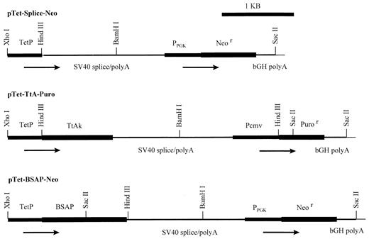 FIGURE 1. Tetracycline-regulated expression plasmids. Sources and constructions of plasmids are detailed in Materials and Methods. Plasmid backbone (pBluescript II KS(+); Stratagene, La Jolla, CA) is not shown. Only the relevant restriction sites are shown. TetP, minimal CMV promoter with seven copies of a regulatory sequence (tetO) from the tetracycline-resistant operon of Tn10 located upstream. PPGK, mouse phosphoglycerate kinase I promoter. Pcmv, functional CMV promoter. Neor, neomycin resistance gene. Puror, puromycin resistance gene. bGH poly(A), bovine growth hormone polyadenylation signal. SV40 splice/poly(A), mRNA splicing and polyadenylation signals derived from SV40 virus.