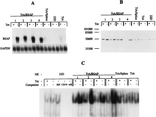 FIGURE 2. Tetracycline-regulated overexpression of BSAP by stably transfected 22D clones. Designation of the stably transfected clones is explained in the text. A, Northern blot hybridization of 10 μg of total RNA isolated from the indicated clones cultured without or with tetracycline (1 μg/ml) for 2 days, fractionated in a 1.2% agarose gel, and transferred to a nylon membrane. The blots were sequentially hybridized with probes specific for BSAP mRNA and GAPDH mRNA. B, Western blot of 4.5 μg of nuclear extracts isolated from the indicated clones cultured without or with tetracycline (1 μg/ml) for 2 days. The positions of m.w. markers are indicated at the left side of the blot. Densitometry indicated the induction was 2-, 4.4-, 2-, and 16-fold for clones 1 to 4. C, EMSA using 1.5 μg of the same nuclear extracts as in B incubated with an end-labeled CD19 probe. Unlabeled competitors were used at 200-fold excess, and the sample labeled AB includes 1.5 μl of anti-BSAP antiserum. IRF is an oligo containing an IFN-γ-regulatory factor-1 binding site. Densitometry indicated the induction was 2.2-, 2-, 1.9-, and 4.5-fold for clones 1 to 4.