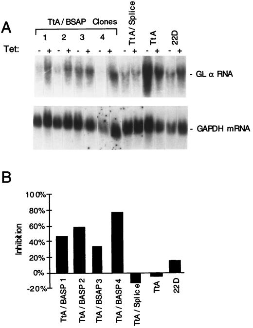 FIGURE 6. Inhibition of germline α RNA expression by overexpressed BSAP. A, Total RNAs (10 μg) were isolated from the indicated clones cultured with LPS, TGF-β1, and nicotinamide (LTN) in the absence or presence of 1 μg/ml tetracycline (Tet) for 24 h. Cells were not precultured in the absence of Tet. The blot was sequentially hybridized with probes specific to the Iα exon and GAPDH mRNA. B, The levels of germline α RNA were quantitated by scanning the blot in A, normalizing against the GAPDH mRNA signals (shown in A). The inhibition of germline α RNA in the absence of tetracycline as compared with that in the presence of tetracycline is shown.