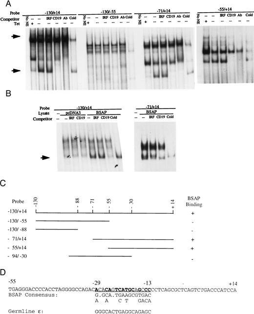 FIGURE 8. Formation of BSAP-containing complexes with germline α promoter segments in EMSAs. A, 10 μg of nuclear extracts isolated from cells of TtA/BSAP clone 4 cultured without or with 1 μg/ml of tetracycline for 2 days was incubated with the indicated probes. The competitors were used at 100-fold excess. Ab is 1 μl of anti-BSAP antiserum and “Cold” is unlabeled probe. The first lane in each panel contains the probe without nuclear extract. B, 7 μl of reticulocyte lysate containing in vitro translated BSAP, incubated with the indicated probes. The same volume of lysate from a mock translation performed with control plasmid (pcDNA 3 without insert) was used as a negative control. The competitors were used at a 900-fold excess. Ab and the competitors are the same as in A. C, Summary of BSAP binding to various probes derived from the germline α promoter region. The first and last nucleotides of each probe are indicated. The numbering is such that the +1 is the first transcription initiation site of Iα RNA (92). The data are from A, B, and data not shown. D, Nucleotide sequence of the −55/+14 promoter segment with a possible BSAP binding site underlined. Bold letters indicate matches with the BSAP consensus element shown below (85). The BSAP binding site located at −38/−22 (or at −43/−27, according to Ref. 62) in the mouse germline ε promoter is also shown (35, 84).