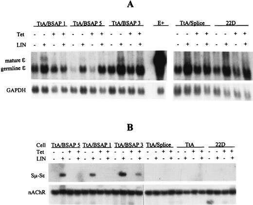 FIGURE 11. Enhancement of mature ε mRNA expression and Sμ-Sε recombination by overexpressed BSAP. Cells from the indicated clones were stimulated with or without LPS, IL-4, and nicotinamide (LIN) for 7 days in the presence or absence of tetracycline. A, Northern blot hybridization of 10 μg of total RNA. The blots were sequentially hybridized with Cε and GAPDH probes. E+ is RNA isolated from a mIgE+, switched clone of I.29 cells (69), used as positive control. B, Southern blot of DC-PCR amplification of genomic DNA (81). DNA samples containing equal amounts of template, as determined in preliminary experiments, were amplified and the PCR products were analyzed by Southern blot hybridization. The same DNA samples were assayed in parallel for Sμ-Sε recombination and for levels of a control gene nAChR (81). The semiquantitative nature of each DC-PCR was established by assaying twofold dilutions of a DNA sample and demonstrating first, a linear correlation between amount of DNA used in the PCR reaction and intensity of signal after hybridization with 32P-labeled specific probes, and second, the linear correlation holds at a template concentration at least 10-fold of that in the DNA sample giving rise to the highest intensity of signal (data not shown).