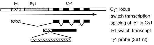 FIGURE 1. Iγ1 switch transcription. The Cγ1 region in the heavy chain locus is shown. Switch transcription initiates at the I region promoter, and the Iγ1 and Cγ1 exons of the primary transcript are spliced to produce the Iγ1 switch transcript. A 361-nucleotide probe from the Iγ1 region was used for hybridization.