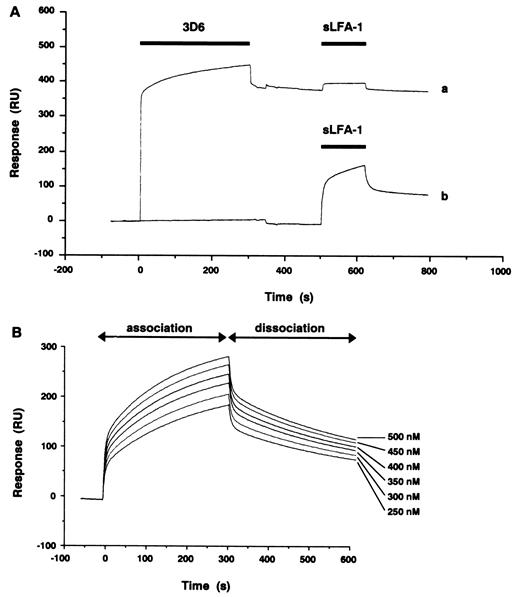 FIGURE 1. Binding of sLFA-1 to immobilized D1D2-IgG chimeric protein and competition by anti-ICAM-1 mAb. A, sLFA-1 (500 nM) was injected for 2 min (indicated with bars) over the D1D2-IgG surface with (curve a) or without (curve b) pretreatment with anti-ICAM-1 mAb, 3D6. Pretreatment with 3D6 injected at 500 μg/ml for 5 min (indicated with a bar) inhibited the reaction to the basal level. B, sLFA-1 was injected at 250, 300, 350, 400, 450, or 500 nM for 5 min after immobilization of D1D2-IgG captured with goat anti-human IgG Ab covalently coupled to a sensor chip. Bound proteins were dissociated at the end of each experiment with 10 mM HCl for 1 min.