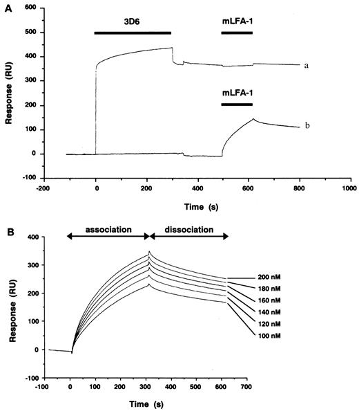 FIGURE 3. Binding of mLFA-1 to immobilized D1D2-IgG chimeric protein and competition by anti-ICAM-1 mAb. A, mLFA-1 (500 nM) was injected for 2 min (indicated with bars) over the D1D2-IgG surface with (curve a) or without (curve b) pretreatment with anti-ICAM-1 mAb, 3D6. Pretreatment with 3D6 injected at 500 μg/ml for 5 min (indicated with a bar) inhibited the reaction to the basal level. B, Binding of mLFA-1, obtained at mLFA-1 concentrations of 200, 180, 160, 140, 120, and 100 nM, to D1D2-IgG immobilized on the sensor chip via goat anti-human IgG Ab. mLFA-1 was injected for 5 min through a flowcell with D1D2-IgG immobilized. Bound materials were eluted with 10 mM HCl for 1 min.