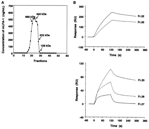 FIGURE 4. A, Analysis of the immunoaffinity-purified mLFA-1. mLFA-1 was fractionated by gel filtration on a Superose 6 HR10/30 FPLC column. The amount of mLFA-1 in fractions was determined by ELISA. Fractions (0.5 ml) were collected at a flow rate of 0.1 ml/min. The column elution positions of the m.w. standards were determined for comparison. B, Binding of fractionated mLFA-1 to immobilized D1D5-IgG. Fractions 20, 22, 25, 26, and 27 were tested for their ability to bind to D1D5-IgG. mLFA-1 was injected for 2 min through a flowcell with D1D5-IgG immobilized. The buffer flow rate was 10 μl/min. D1D5-IgG was captured with goat anti-human IgG covalently linked to the sensor chip.