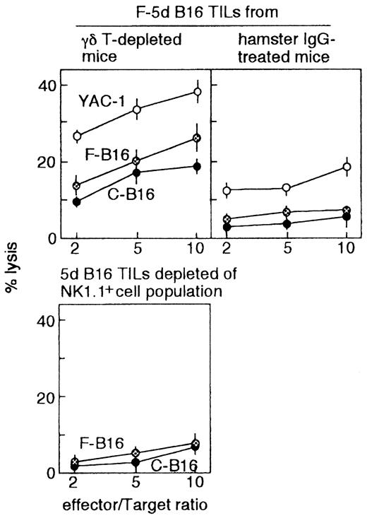 FIGURE 4. Enhanced anti-B16 cytotoxicity of 5-day B16 TILs freshly isolated from γδ T cell-depleted mice. Fresh 5-day B16 TILs were separated from γδ T-depleted or control hamster IgG-treated mice. NK1.1+ cell-removed fractions of TILs from γδ T cell-depleted mice were prepared by negative selection with anti-NK1.1 mAb-conjugated magnetic beads. These cells were assayed using 51Cr-labeled F- or C-B16 or YAC-1 at the indicated ratios. The figure shows one experiment of three performed with similar results. Data are expressed as the mean ± SE of results of duplicate experiments.