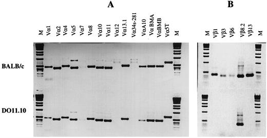 FIGURE 3. TCR Vα and Vβ analysis in splenocytes of DO11.10 and BALB/c mice. Total RNA was isolated from the splenocytes and reverse transcribed as described in Materials and Methods. Equal amounts of cDNA were used for analysis of different Vα (A) and Vβ (B) using specific primers corresponding to variable regions along with a unique primer corresponding to either constant region of Cαa or Cβb.