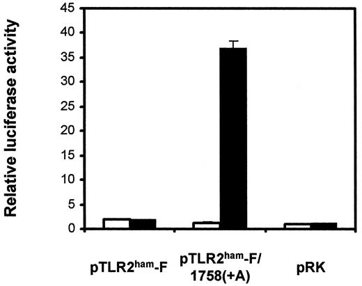 FIGURE 3. “Repair” of hamster TLR2 restores activity as an LPS signal transducer. HEK 293 cells were cotransfected as in Fig. 2 with epitope tagged hamster TLR2 (pTLR2ham-F), a “repaired” version of the cDNA (pTLR2ham-F/1758(+A)), which encodes for a full-length protein, or an empty vector together with pELAM-luc. After allowing 24 h for protein expression to occur, responses to a 6-h incubation in 1 μg of LPS/ml were determined by assessing induced luciferase activity. White bars represent cells that were untreated, and solid bars are cells stimulated with LPS.
