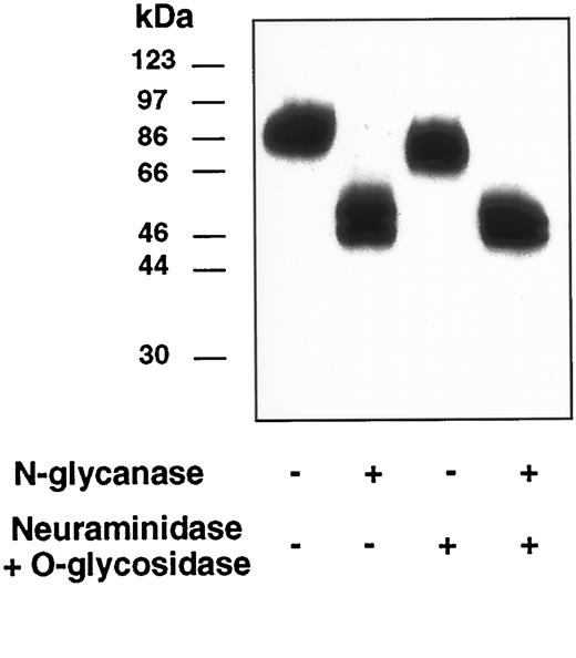 FIGURE 2. Biochemical characterization of human 2B4. Flag-h2B4 was precipitated with anti-Flag mAb from biotinylated Flag-h2B4 BaF3 cells. Precipitates were untreated, or treated as indicated and analyzed as described in Materials and Methods.