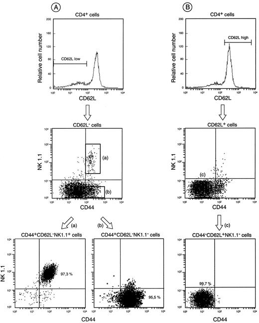 FIGURE 3. Purification procedure of CD4+ splenocytes based on the expression of CD44, CD62L, and NK1.1 markers. CD4+ splenocytes consist of a heterogeneous population that can be separated into three major subsets according to CD44, CD62L, and NK1.1 markers. A, CD44+CD62L−NK1.1+ and CD44+CD62L−NK1.1− subsets were obtained by MACS sorting of CD4+ splenocytes, staining with the appropriate mAbs (see Materials and Methods), and electronic sorting for CD44+NK1.1+ or CD44+NK1.1− cells (gates at the top and at the bottom of the flow cytometry dot plot) pregated on CD62L− cells. B, The CD44−CD62L+NK1.1− subset was obtained by MACS sorting of CD4+ splenocytes, staining with the appropriate mAbs (see Materials and Methods), and by electronic sorting for CD44−NK1.1− cells (gate of the flow cytometry dot plot) pregated on CD62L+ cells. Degree of purity of the sorted populations is indicated as percentage in each relevant gate. One representative experiment of 12 is shown.