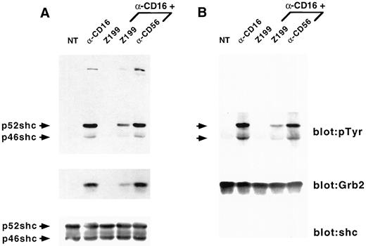 FIGURE 9. CD94/NKG2-A coengagement inhibits CD16-induced Shc/Grb-2 association. Human polyclonal NK cells (5 × 107 cells/sample) were incubated with anti-CD16 (B73.1) mAb (5 ng/106 cells) alone or in combination with saturating doses of either Z199 (anti-CD94/NKG2-A) or anti-CD56 (B159.5.2) mAb at 4°C for 30 min or were left untreated; they were then washed, and receptor cross-linking was performed with GAM at 37°C for 2 min. Control samples were treated with Z199 mAb only. After stimulation, cells were lysed, immunoprecipitated with either anti-Shc (A) or anti-Grb2 (B) polyclonal Abs, run on 12.5% SDS-PAGE, and blotted with anti-pTyr (upper panels), anti-Grb2 (middle panels), or anti-Shc (lower panel) Ab. The positions of Shc isoforms (46 and 52 kDa) are marked by arrows. The experiment shown is representative of at least three independent donors.