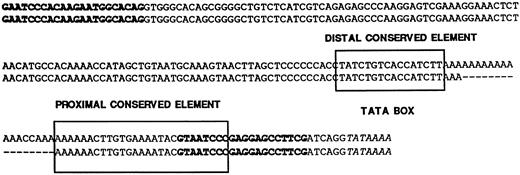 FIGURE 1. Alignment of sequences from the B10.S (upper line) and the SJL/J (lower line) Ifng promoter. Bold letters indicate the PCR primers used to screen for the deletion. Italics indicate the TATA box. The two conserved elements have been defined in Reference 15. The information concerning the D10Pas4 polymorphism has been deposited in the Mouse Genome Database (The Jackson Laboratory, Bar Harbor, ME) (accession number MGD-CREX-734).