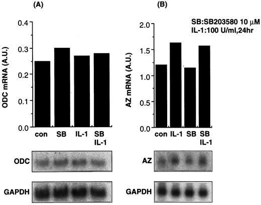FIGURE 6. SB203580 does not affect the expression of ODC and AZ mRNA. Total RNA was extracted from A375-C2-1 cells that were treated with IL-1α(100U/ml) in the presence or absence of 10 μM of SB203580 for 24 h. SB203580 was added for 1 h prior to the treatment with IL-1. Northern blot analysis was performed as described in Materials and Methods. The data shown are representative of three independent experiments. A.U. (arbitrary unit) represents the data normalized by the intensity of GAPDH mRNA.