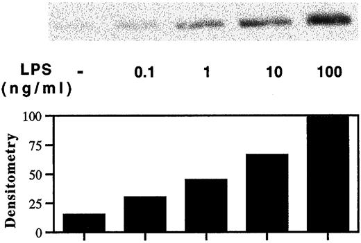 FIGURE 1. LPS-induced p38 activation in HMO. HMO were stimulated with varying doses of LPS. Total cellular protein was harvested after 30 min and subjected to SDS-PAGE followed by immunoblotting with dual phosphospecific p38 Ab.
