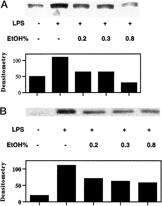 FIGURE 2. Alcohol inhibits LPS-induced p38 activation. HMO were pretreated with varying doses of EtOH (0–0.8%) for 1 h. HMO were subsequently stimulated with LPS at 100 pg/ml (A) or LPS at 100 ng/ml (B). Total cellular protein was harvested after 30 min and subjected to SDS-PAGE followed by immunoblotting with dual phosphospecific p38 Ab. Data are representative of a series of four experiments.