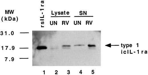 FIGURE 7. IL-1ra moieties in supernatants and lysates from NHBE cells. NHBE monolayers were incubated for 48 h in the presence (RV 14) and absence (uninfected; UN) of RV. Western blot analysis was then used to identify the isoforms of IL-1ra in the resulting lysates and supernatants. The IL-1ra moieties in these samples are compared with recombinant nonglycosylated sIL-1ra (rsIL-1-ra; lane 1).