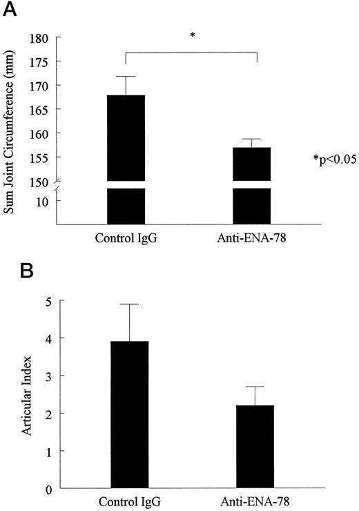 FIGURE 4. The effects of neutralizing ENA-78 Ab given before disease onset on the severity of joint inflammation. Animals were injected with adjuvant and then injected with either control IgG or anti-ENA-78 on days 8, 10, and 12 postadjuvant injection. Joints were assessed for severity of joint inflammation on day 14 postadjuvant by joint circumference (A) and articular index (B). Ten animals were studied in each group. Stars indicate statistically significant different values between control IgG- and anti-ENA-78-treated animals (p < 0.05).