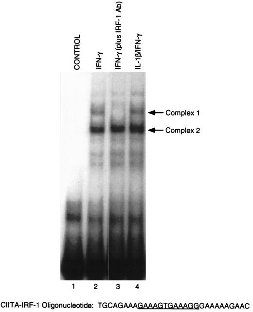 FIGURE 8. IRF-1 binding to the type IV CIITA promoter. CH235-MG cells were incubated with medium for 26 h (lane 1); with medium for 24 h, then with IFN-γ (100 U/ml) for 2 h (lane 2); or with IL-1β (1 ng/ml) for 24 h, then with IFN-γ for 2 h (lane 4). Nuclear extracts were prepared, and 5 μg of extract was incubated with radiolabeled CIITA-IRF-1 probe. For supershift analysis, 5 μg of IFN-γ-stimulated extract was incubated with radiolabeled CIITA-IRF-1 probe in the presence of anti-IRF-1 antisera (lane 3). Complexes were separated on 5% PAGE. Gels were dried and exposed to x-ray film. Data are representative of four experiments.