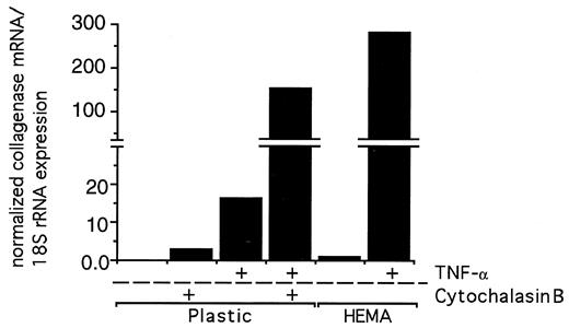 FIGURE 8. Disruption of the cytoskeleton and TNF-α synergistically stimulate collagenase expression by RA FLSs. Early passage FLSs from a patient with RA were passaged to HEMA-coated wells or tissue culture plastic wells, then treated as indicated with TNF-α (10 ng/ml) and/or cytochalasin B (4.0 μg/ml). Cells were harvested after 3 additional days and were analyzed for expression of collagenase mRNA by Northern blot. Blotted mRNAs were hybridized to the collagenase probe and then to a probe specific for 18S ribosomal rRNA. Signals were quantified by phosphorimaging normalized to rRNA expression and then normalized to control (HEMA) expression.