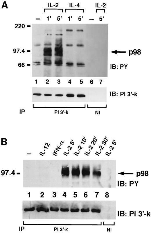 FIGURE 2. IL-2 selectively induces the appearance of a 98-kDa phosphoprotein associated with the p85 subunit of PI 3′-kinase. A, NK3.3 cells, untreated (lanes 1 and 6) or treated with IL-2 or IL-4 for 1 min (lanes 2 and 4) or 5 min (lanes 3, 5, and 7), were lysed and immunoprecipitated with anti-p85 (lanes 1–5) or nonimmune antiserum (lane 6–7) and then subjected to immunoblotting with antiphosphotyrosine (top) or anti-p85 antiserum (bottom). B, NK3.3 cells, untreated (lane 1) or treated with IL-12 (lane 2), IFN-α/β (lane 3), IL-2 for 5 min (lanes 4 and 8) or IL-2 for 10 min (lane 5), IL-2 for 20 min (lane 6), IL-2 for 30 min (lane 7), were lysed and immunoprecipitated with anti-p85 antiserum (lanes 1–7) or nonimmune antiserum (lane 8) and then subjected to immunoblotting with antiphosphotyrosine (top) or anti-p85 antiserum (bottom).