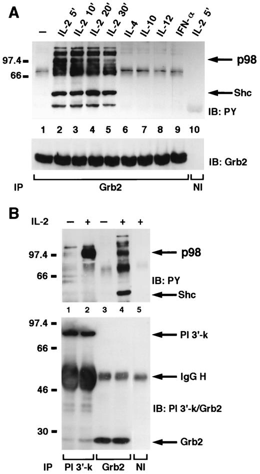 FIGURE 3. p98 is present in Grb2 immunoprecipitates following IL-2 stimulation and comigrates with the PI 3′-kinase associated substrate.A, NK3.3 cells, untreated (lane 1) or treated with IL-2 for 5 min (lanes 2 and 10), 10 min (lane 3), 20 min (lane 4), or 30 min (lane 5) or treated with IL-4 (lane 6), IL-10 (lane 7), IL-12 (lane 8), or IFN-α/β (lane 9), for 5 min were lysed, immunoprecipitated with anti-Grb2 antiserum (lanes 1–9) or nonimmune antiserum (lane 10), and then subjected to PAGE on a 10% gel, following immunoblotting with antiphosphotyrosine (top) and anti-Grb2 (bottom). B, NK3.3 cells, untreated (lanes 1 and 3) or treated with IL-2 for 5 min (lanes 2, 4, and 5), were lysed and immunoprecipitated with anti-p85 antiserum (lanes 1 and 2), anti-Grb2 antiserum (lanes 3 and 4), or nonimmune antiserum (lane 5) and then subjected to PAGE on a 7–12.5% gradient gel immunoblotting with antiphosphotyrosine (top) and anti-p85 and Grb2 (bottom).