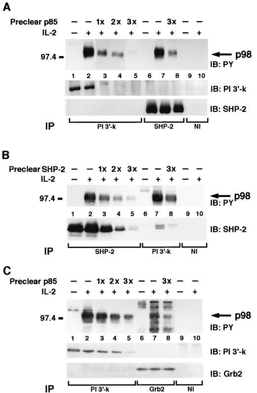 FIGURE 4. p98 participates in a complex that comprises PI 3′-kinase, SHP-2, and Grb2. A, NK3.3, untreated (lanes 1, 6, and 9) or treated with IL-2 for 5 min (lanes 2–5, 7, 8, and 10) were lysed and immunodepleted with p85 antiserum (preclear p85) (A) with SHP-2 antiserum (preclear SHP-2; B) and with p85 antiserum (preclear p85; C) (lanes 3–5 and 8, respectively), subjected to immunoprecipitation with the indicated Abs, and then subjected to immunoblotting analysis with the indicated Abs.