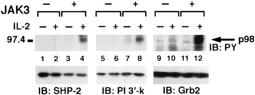 FIGURE 6. IL-2 mediated p98 phosphorylation is JAK3 dependent. NIH 3T3 αβγ (JAK3−) and NIH 3T3 αβγ-JAK3 (JAK3+) cells were untreated (lanes 1, 3, 5, 7, 9, and 11) or IL-2 treated for 5 min (lanes 2, 4, 6, 8, 10, and 12), immunoprecipitated with anti-SHP-2 (lanes 1-4) or anti-p85 (lane 5–8) or anti-Grb2 (lanes 9–12) and then subjected to PAGE and immunoblotting with antiphosphotyrosine (top panels). Filters were also reblotted with the indicated Abs (bottom panels).