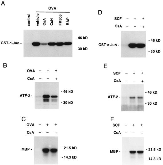 FIGURE 4. Effects of cyclosporin A on FcεRI or SCFR-mediated activation of MAP kinases in BMMC. BMMC sensitized with anti-OVA IgE (3 × 106 cells) were incubated for 15 min in the presence of 1 μg/ml CsA, 1 μg/ml CsH, 10 ng/ml FK506, 10 ng/ml RAP, or control vehicle (0.01% ethanol) and stimulated for 5 min (p38, ERK2) or 15 min (JNK) after addition of 10 μg/ml OVA. A, CsA, but not CsH, FK506, or RAP, significantly inhibited FcεRI-mediated JNK activation (80% inhibition). B, 1 μg/ml CsA partially inhibited FcεRI-mediated p38 activation (40% inhibition) (C), but not ERK2 activation. BMMC were stimulated by addition of SCF in the presence of 1 μg/ml CsA or control vehicle. CsA did not affect SCF-mediated JNK (D), p38 (E), or ERK2 (F) activation. Representative autoradiographs from three independent experiments are shown. Equal loading of the gels was verified by immunoblotting using anti-p38 and anti-ERK2.