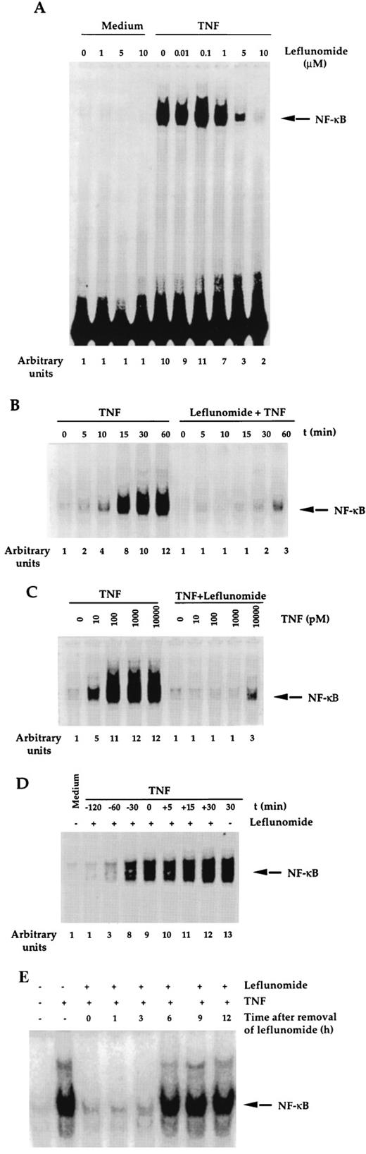 FIGURE 2. A, Dose response of leflunomide for the inhibition of TNF-dependent NF-κB activation. Jurkat cells (2 × 106/ml) were preincubated at 37°C for 2 h with different concentrations (0–10 μM) of leflunomide followed by 30-min incubation with 0.1 nM TNF. After these treatments, nuclear extracts were prepared and then assayed for NF-κB as described in Materials and Methods. Arbitrary units at the bottom correspond to quantitation of NF-κB bands. B, Effect of leflunomide on the kinetics of activation of NF-κB by TNF. Jurkat cells (2 × 106/ml) were incubated at 37°C with 10 μM leflunomide for 2 h, treated with 0.1 nM TNF at 37°C for the times indicated, and then tested for NF-κB activation by EMSA. C, Effect of leflunomide on activation of NF-κB induced by different concentrations of TNF. Jurkat cells (2 × 106/ml) were incubated at 37°C with 10 μM leflunomide for 2 h and then tested for NF-κB activation at 37°C for 30 min with the concentrations of TNF indicated. After these treatments nuclear extracts were prepared and then assayed for NF-κB. D, Time course of inhibition of TNF-dependent NF-κB by leflunomide. Jurkat cells (2 × 106/ml) were preincubated at 37°C with 10 μM leflunomide for the indicated times and then tested for NF-κB activation at 37°C for 30 min either with or without 0.1 nM TNF. −, the time leflunomide was present before the addition of TNF; 0, coincubation with TNF; +, the time leflunomide was added after TNF. After these treatments nuclear extracts were prepared and assayed for NF-κB. E, Reversal of the inhibitory effect of leflunomide on TNF-dependent NF-κB activation. Jurkat cells (2 × 106/ml) were preincubated at 37°C with 10 μM leflunomide; after 2 h leflunomide was washed off, and cells were cultured in drug-free medium for the indicated times and then tested for NF-κB activation after treatment with 0.1 nM TNF at 37°C for 30 min. After these treatments nuclear extracts were prepared and assayed for NF-κB.