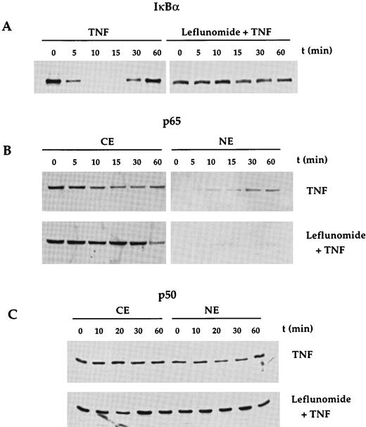 FIGURE 6. Effect of leflunomide on TNF-induced degradation of IκBα and on the levels of p65 and p50. Jurkat cells (2 × 106/ml) either untreated or pretreated for 120 min with 10 μM leflunomide at 37°C were incubated for different times with TNF (0.1 nM) and then assayed for IκBα in cytosolic fractions by Western blot analysis (A) and for both p65 and p50 from cytoplasmic as well as nuclear extracts by Western blot analysis (B andC).