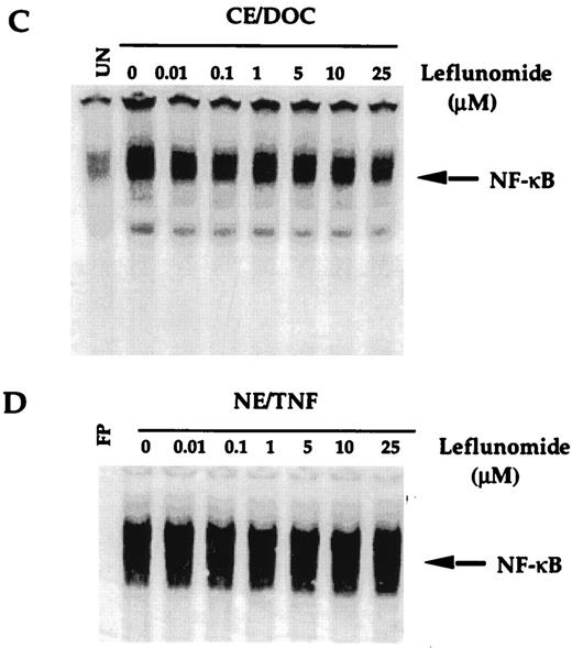 FIGURE 3. A, Supershift and specificity of the NF-κB. Nuclear extracts were prepared from untreated or TNF (0.1 nM)-treated Jurkat cells (2 × 106/ml), incubated for 15 min with different Abs and cold NF-κB oligo probe, and then assayed for NF-κB as described. B, Effect of leflunomide on transcription factors AP-1 and Oct-1. Cells were treated with the indicated concentrations of leflunomide for 120 min at 37°C, and nuclear extracts (NE) were prepared and then used for EMSA of AP-1 and Oct-1 as described in Materials and Methods. C and D, In vitro effect of leflunomide on DNA binding of NF-κB protein. C, Cytoplasmic extracts (CE) from untreated Jurkat cells (10 μg protein/sample) were treated with 0.8% DOC for 15 min at room temperature, incubated with different concentrations of leflunomide for 2 h at room temperature, and then assayed for DNA binding by EMSA. D, Nuclear extracts were prepared from 0.1 nM TNF-treated Jurkat cells; 5 μg/sample nuclear extract protein was treated with the indicated concentrations of leflunomide for 2 h at room temperature and then assayed for DNA binding by EMSA.