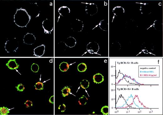 Ideal Of Sweden 2 Für 1 Wie Lange Engagement of B Cell Receptor Regulates the Invariant Chain-Dependent